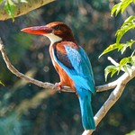 White-throated kingfisher (Halcyon smyrnensis)