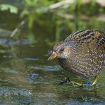 Spotted Crake