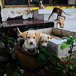 ,, Puppies & Primates ,,