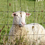 Tamarack ewe fence