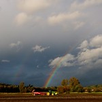 Skagit Yukon Golds At The End Of The Rainbow