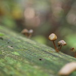 Pilze auf Totholz - Smile on Saturday - Tiny Treasures in Flora