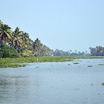 India - Kerala - Backwaters - 51