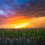 Cornfield Sunset