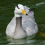 Bar-headed goose / oie a tete barree (Explore)