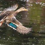Mallard.jpg