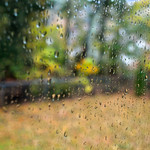 Leaves and rain falling (297/365)