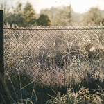 First frost | Autumn 2017