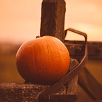 Pumpkin on a Gate
