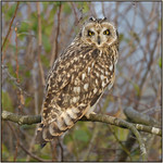 Short-eared Owl (image 1 of 2)