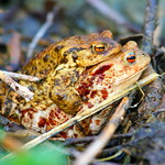 colourful toads (Bufo bufo)