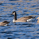Very small Cackling Goose