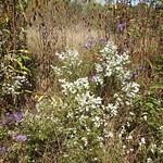 Small White Asters, Aster vimineus