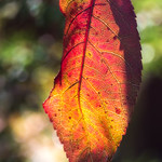 39/52 It's the little things ....