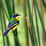 Tachuri Sietecolores (Tachuris rubrigastra)