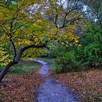 Autumn Pathway