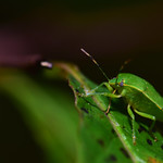 Green Soldier Bug