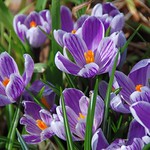 With Winter Fast Approaching, Here is a Little Reminder of Spring!