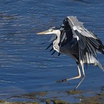H&eacute;ron cendr&eacute; - Ardea cinerea - Grey heron