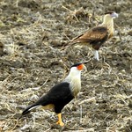 CRESTED CARACARA AKA Mexican Eagle