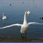 Qui est le plus beau ? - Who is the most beautiful ?