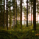 Bleeding Through the Woods