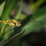 .... si, ma solo una per&ograve;