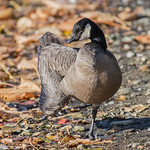 Very small Cackling Goose