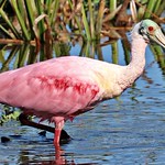 The color pink makes everything look pretty