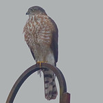 Sharp-shinned in Fog