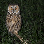 Mini perchoir, maxi oiseau.