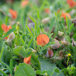 Ciliate vetchling / Lathyrus blepharicarpus