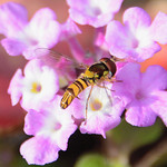 Common Obique Syrphid Fly