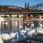 The look of the swan, Prague #33