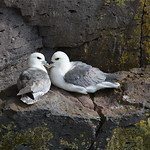Fulmar /Pombalete (Fulmarus glacialis)