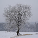 Frozen Tree