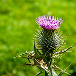 Flower of Scotland
