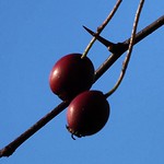 Bitter Sweet Symphony