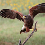 Harris's Hawk, probably a young male