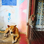 ,, Mama, Monkey, Spirit House ,,