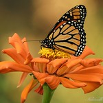 Live Well, Laugh Often Love Much