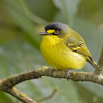 Yellow-lored Tody-flycatcher (Todirostrum poliocephalum)