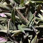 Nature&rsquo;s Gift, November 2017