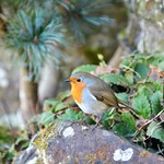 December 1st Robin! December 1st Robin!
