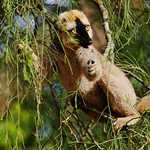 Rufous Brown Lemur (Eulemur rufus) (M)