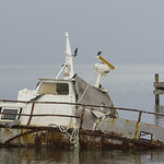 Great-tailed Grackles on a boat