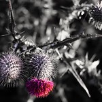 Winter Scottish thistle
