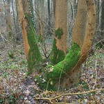 340/365 Baum mit Moos Nature Growth Day No People Tree Forest Tree Trunk Outdoors Green Color Beauty In Nature Branch Close-up Eyeemprisdorf Photooftheday Photo365 Eyeemgermany Smartphoneography Bilsbekblog Sorcerer86 XiaomiMi5s Xiaomiography
