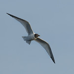 Sabine's Gull - Xema sabini