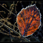 First Frost night in my Garden